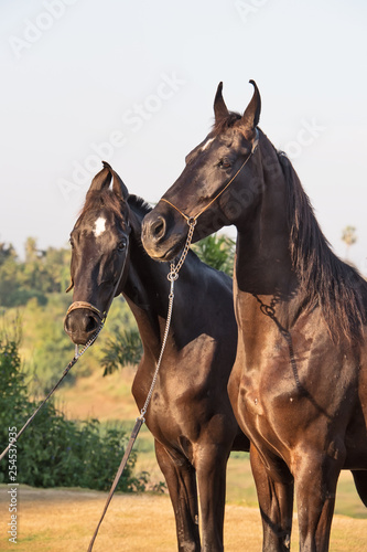 black Marwari mares  posing together. India © anakondasp