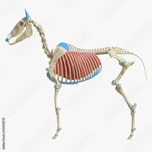 3d rendered medically accurate illustration of the equine muscle anatomy - Intercostal Externi