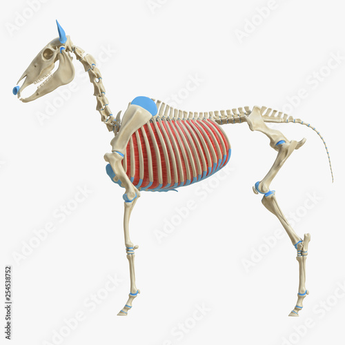 3d rendered medically accurate illustration of the equine muscle anatomy - Intercostal Interni