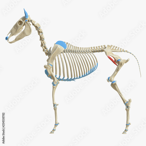 3d rendered medically accurate illustration of the equine muscle anatomy - Iliacus photo