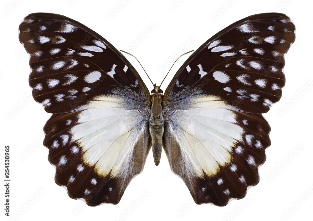Fototapeta premium Butterfly Cymothoe beckeri on a white background