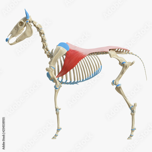 3d rendered medically accurate illustration of the equine muscle anatomy - Latissimus Dorsi