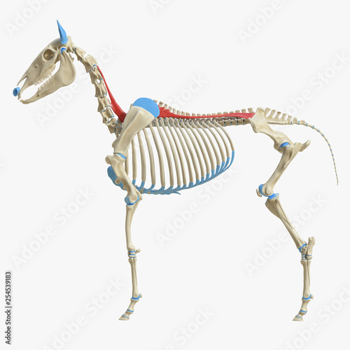 3d rendered medically accurate illustration of the equine muscle anatomy - Longissimus