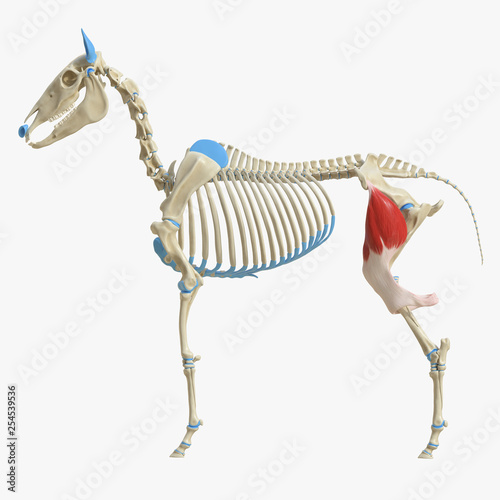 3d rendered medically accurate illustration of the equine muscle anatomy - Tensor Fascia Lata