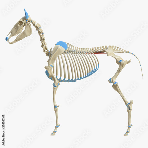 3d rendered medically accurate illustration of the equine muscle anatomy - Psoas Minor photo