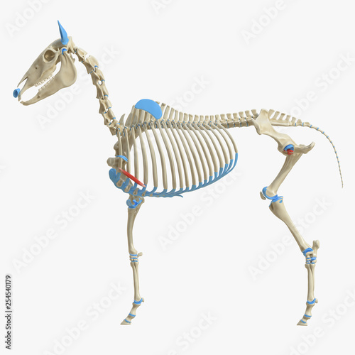 3d rendered medically accurate illustration of the equine muscle anatomy - Rectus Thoracis photo