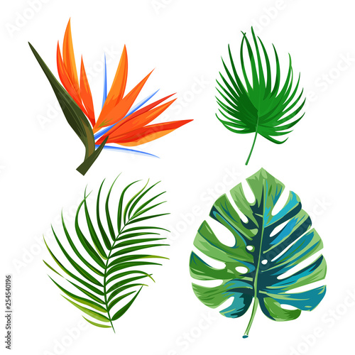 Palm leaves, flower bird of paradise strelitzia and monstera leaf. Isolated plants on white background.