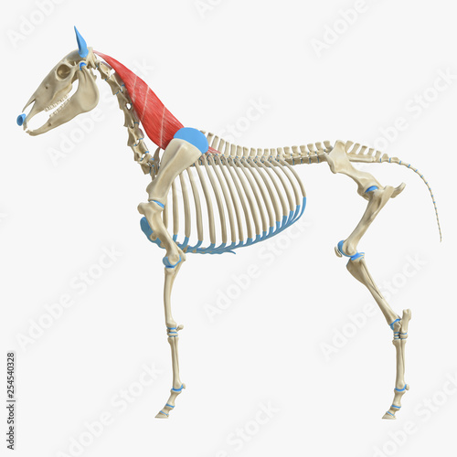 3d rendered medically accurate illustration of the equine muscle anatomy - Semispinalis Capitis photo