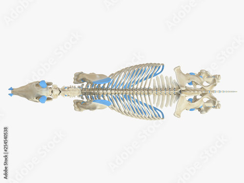 3d rendered medically accurate illustration of the horse skeleton