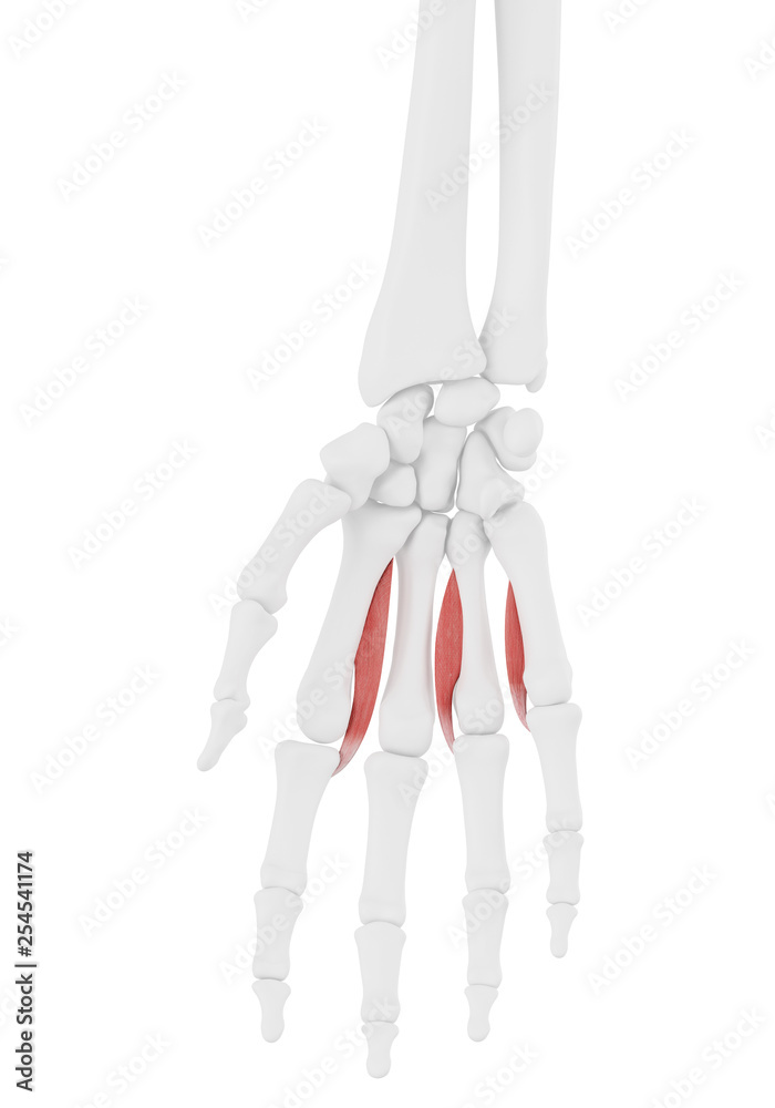 3d rendered medically accurate illustration of the Palmar Interosseous