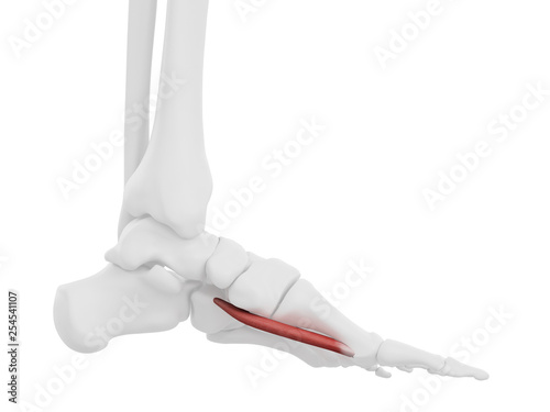 3d rendered medically accurate illustration of the Flexor Hallucis Brevis