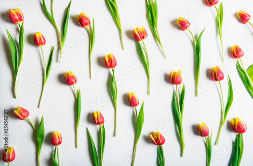 Pattern of tulips on white background. Flat lay. © YesPhotographers