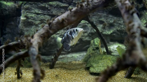 Banded archerfish (Toxotes jaculatrix) photo