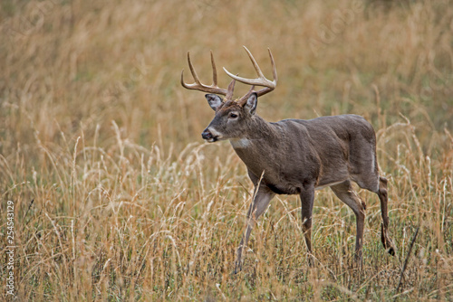 Canvas Print White Tailed Deer shows off his antlers in the rutting season.