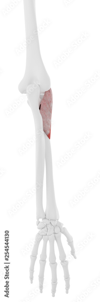 Φωτογραφία 3d rendered medically accurate illustration of the Supinator - posterior view