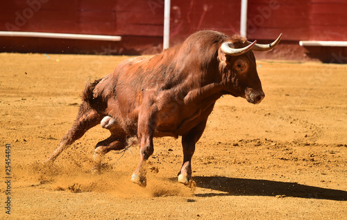 toro en españa