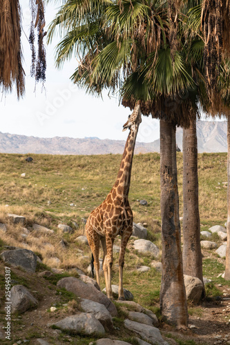giraffe in africa
