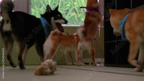 Dogs Running around in a Shiba Inu Cafe