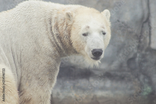 polar bear that looks a bit sad conservation is essential for th