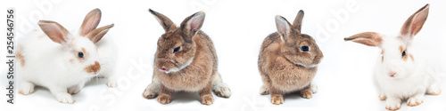 Group of white and brown rabbits sitting on white background. Easter festival symbol.