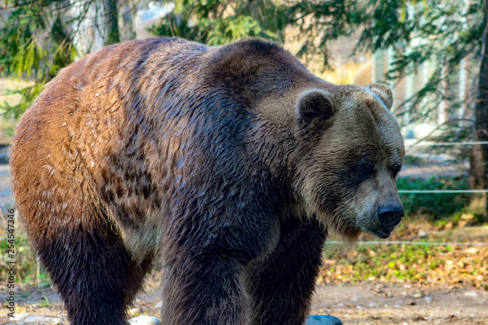 Grizzly Bear walking Ursus arctos in Canada