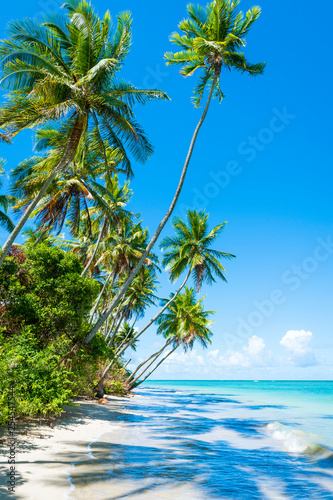 Bright scenic view of tall curving palm trees casting shadows on the shore of a deserted tropical island beach in Bahia, Brazil