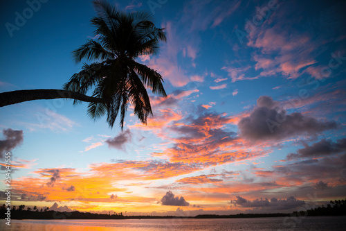 Bright scenic landscape of golden sun setting under pink clouds behind the silhouette of a single curving palm tree on the beach in Bahia  Brazil