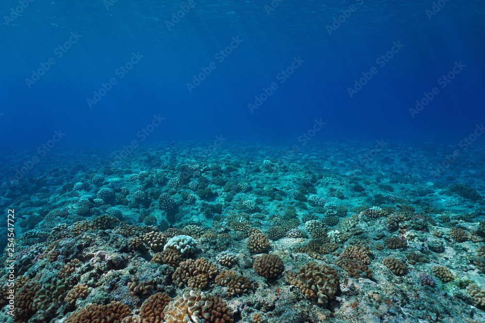 Underwater seascape coral reef seabed, natural scene, Pacific ocean, French Polynesia