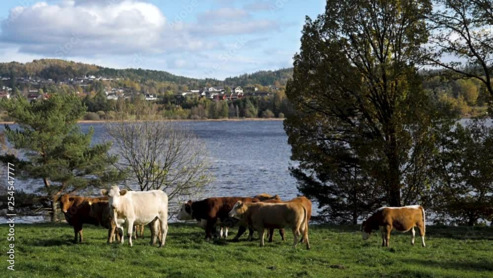 Slow motion, pan shot, of cows, standing on grass, at a lake shore, in south Norway Slow motion, pan shot, of cows, standing on grass, at a lake shore, in south Norway