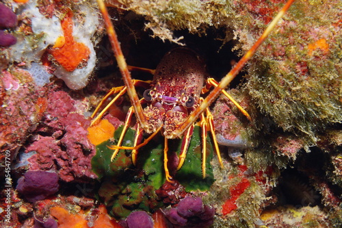 A spiny lobster underwater in the Mediterranean sea, France