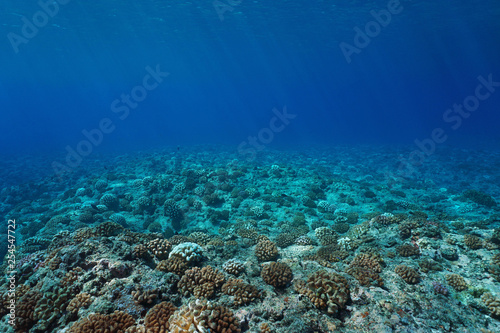 Underwater seascape coral reef seabed, natural scene, Pacific ocean, French Polynesia