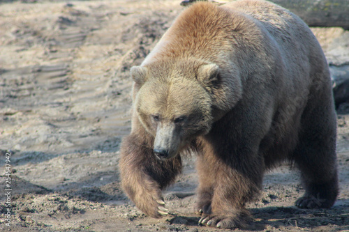 Brown grizzly bear is walking on grass and looking for food