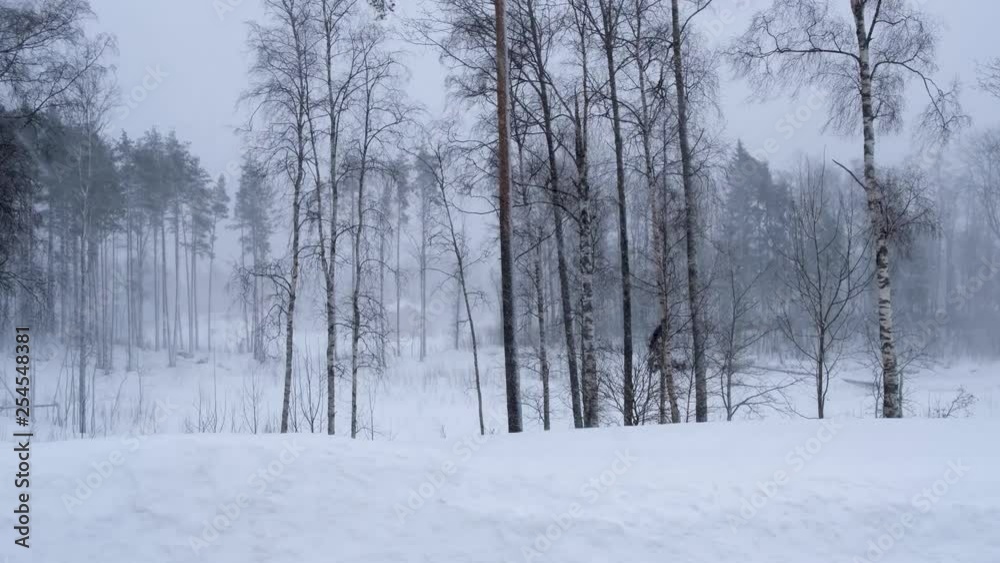 Russia, February 2019: blizzard and large drifts. A strong wind shakes the trees in the winter forest. Russia, February 2019: blizzard and large drifts. A strong wind shakes the trees in the winter forest.