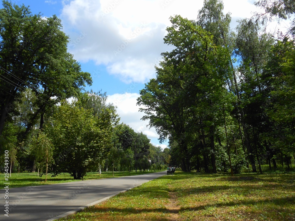 Road in the park with high trees in the summer.