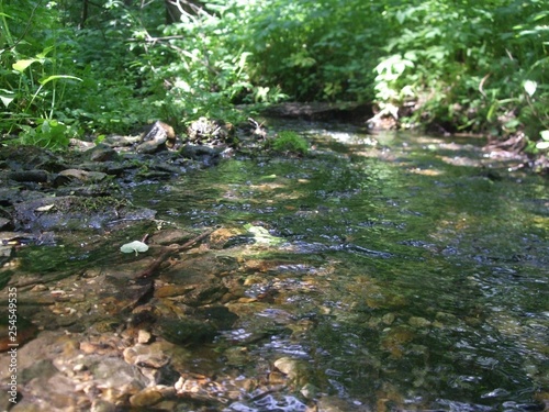Creek in the woods in summer sunny day.