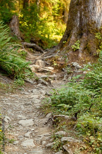 forest path leading over pebbles and stones in washington forest