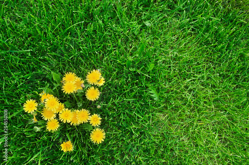 Yellow dandelions and green grass photo