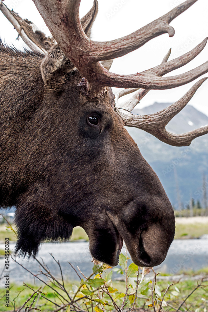 Head shot of a male antlered moose feeding on greenery. Head shot of a male antlered moose feeding on greenery.