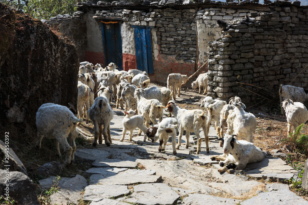 Fototapeta premium Herd of goats in a village in the Annapurna region, Nepal
