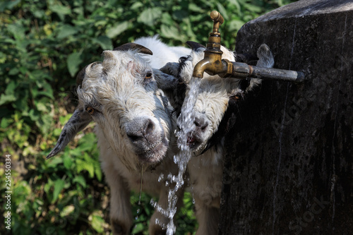 Drinking goats in a village in the Annapurna region  Nepal