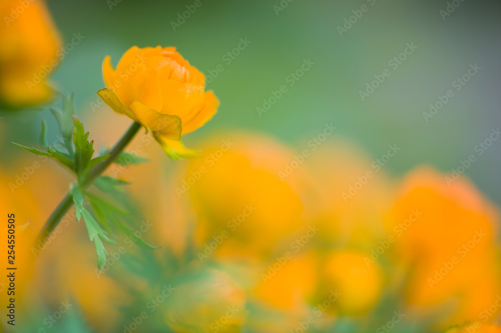 Asian Globeflower (Trollius asiaticus). Selective focus and shallow depth of field. Asian Globeflower (Trollius asiaticus). Selective focus and shallow depth of field.