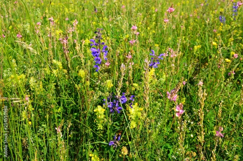 Prairie alpine fleurie photo