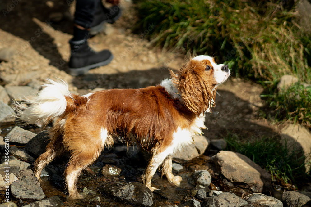 Curious dog standing in water Curious dog standing in water