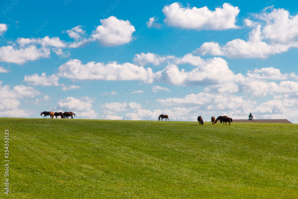 Horses at horsefarm. Country landscape. Horses at horsefarm. Country landscape.