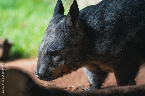 Wittle Wombat