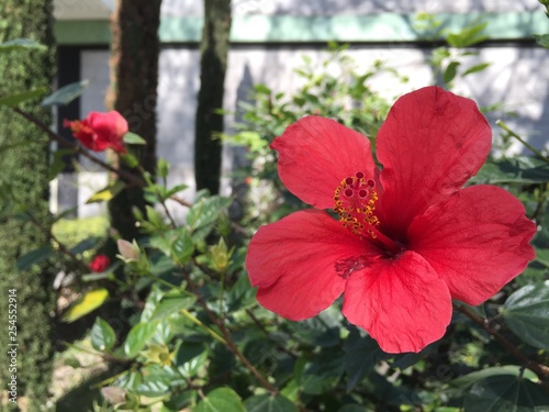 Red hawain flower