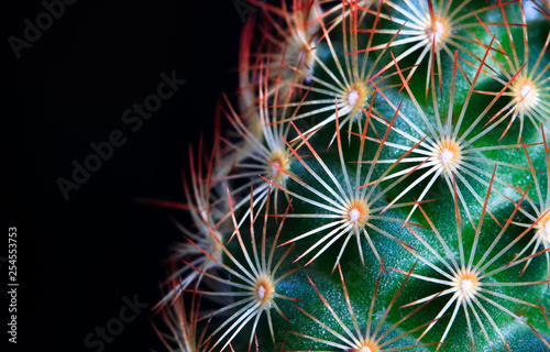 A small green cactus with bright orange spines is photographed up close in high detail.