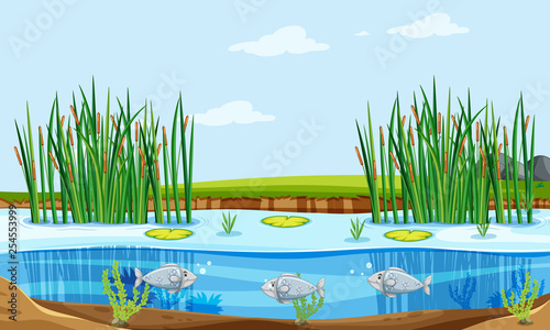 Fish pond nature scene