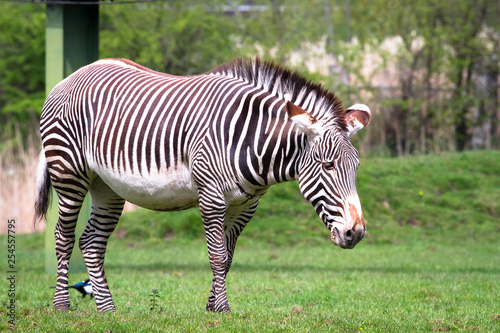 An adult Grevy s zebra  Equus grevyi  in a grassy field.