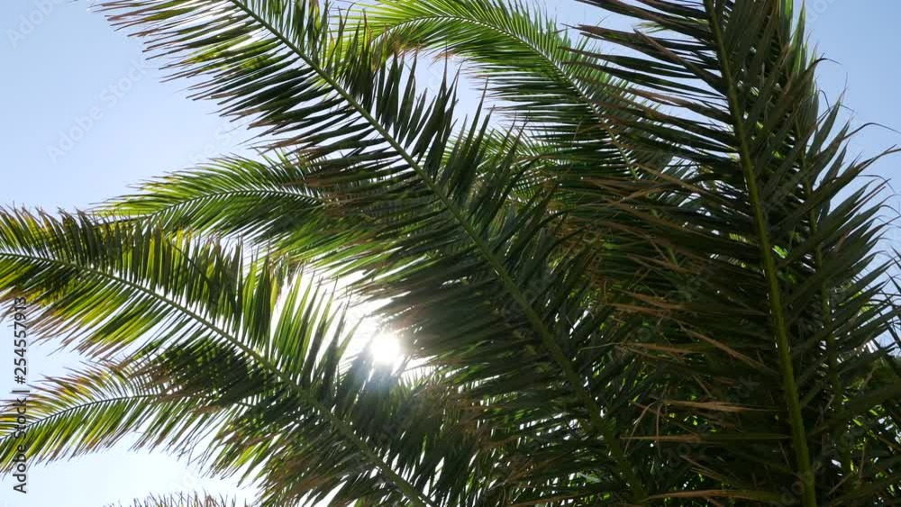 Palm tree waving in wind with lens flare between branches Palm tree waving in wind with lens flare between branches